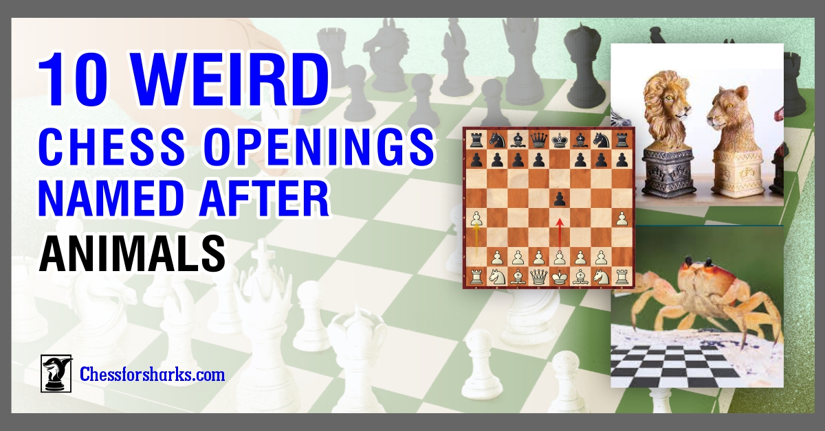 10 Weird Chess openings with animal names you’ll love to know!